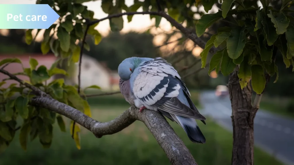 Do Pigeons Sleep Standing Up?