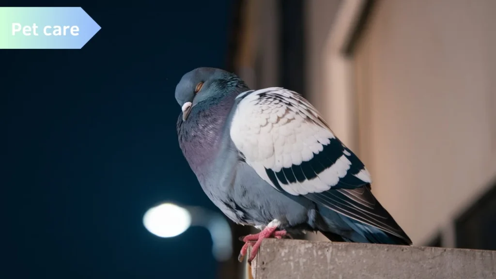 Do Pigeons Sleep Standing Up?